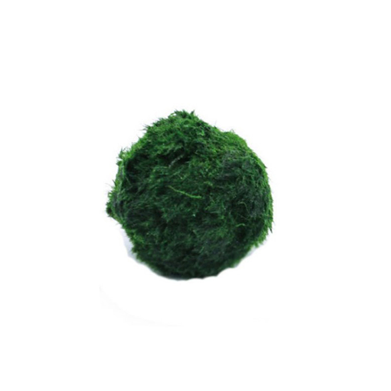 Aquarium Planted Tank Substrate - มอสบอลมาริโมสด ขนาด 3-4 ซม. สาหร่ายสีเขียว ตกแต่งตู้ปลา