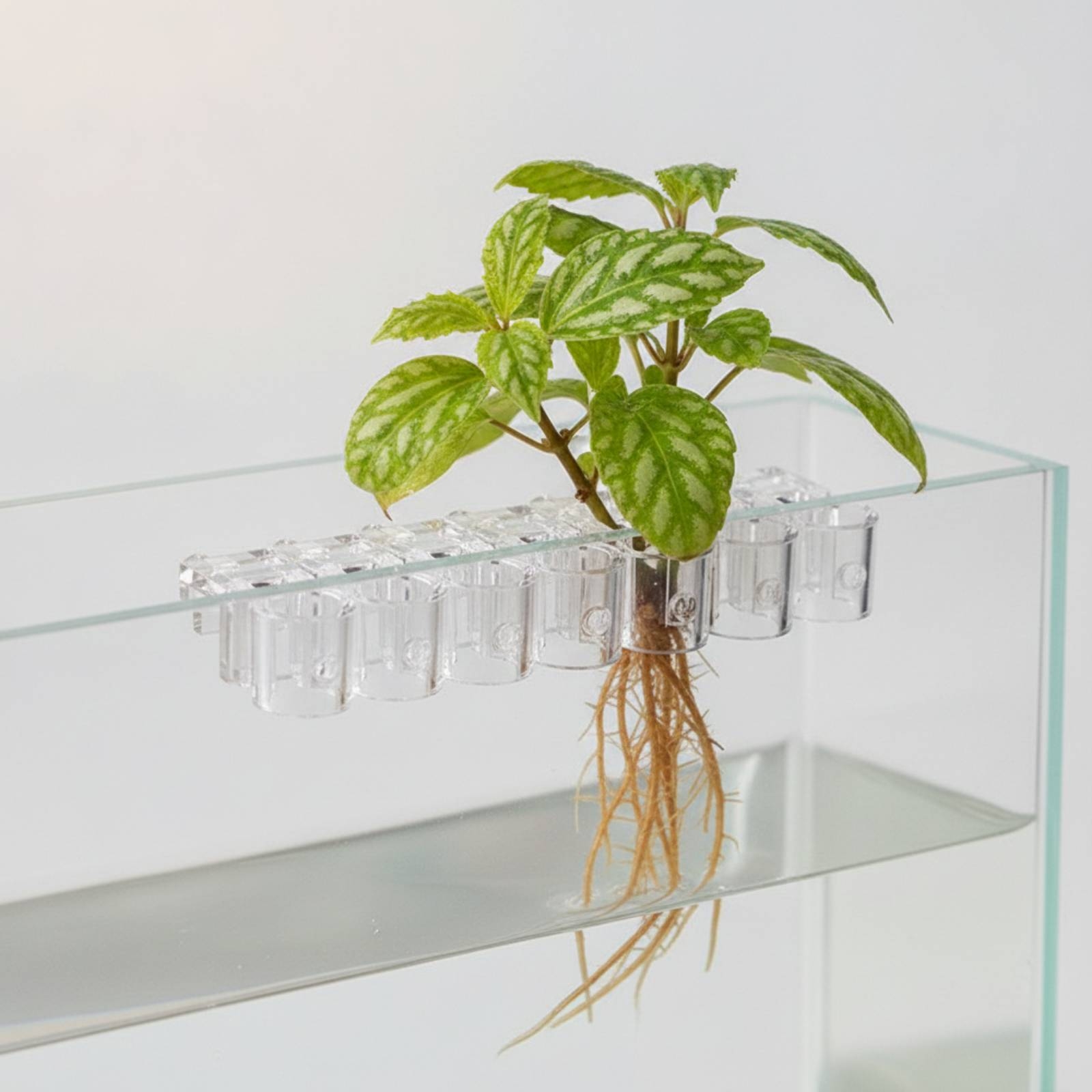 คลิปหนีบกระถางปลูกพืชน้ำแบบใส  - Aquarium Planting บทวิจารณ์และราคา