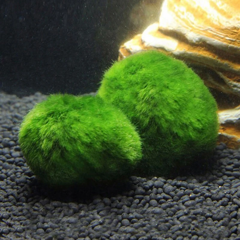 ลูกบอลมอส 1 ชิ้น ขนาด 3-4 ซม.  - Aquarium Planted Tank Substrate บทวิจารณ์และราคา
