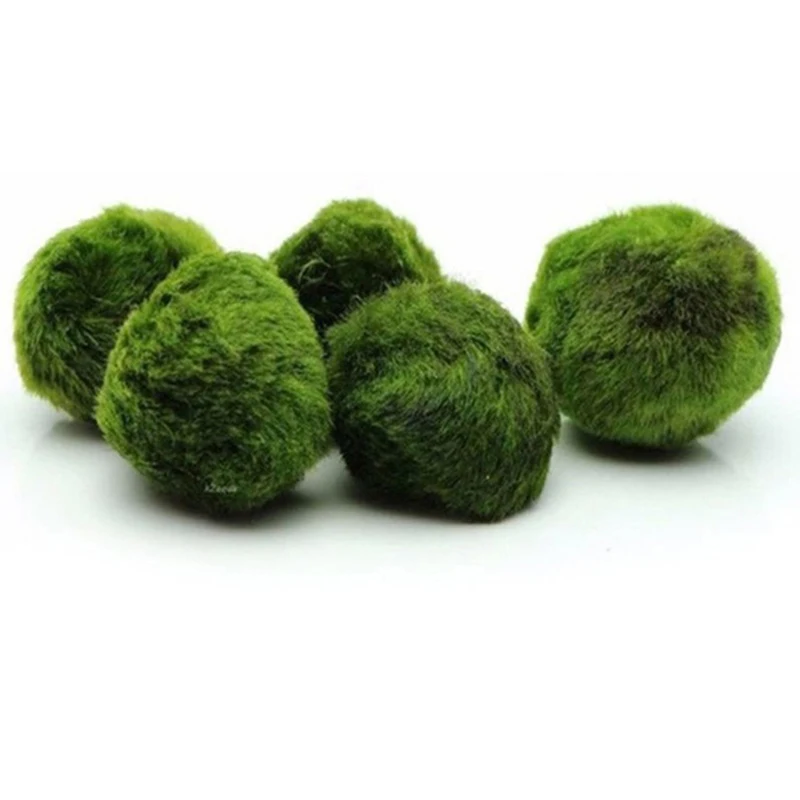ลูกบอลมอส 1 ชิ้น ขนาด 3-4 ซม.  - Aquarium Planted Tank Substrate บทวิจารณ์และราคา