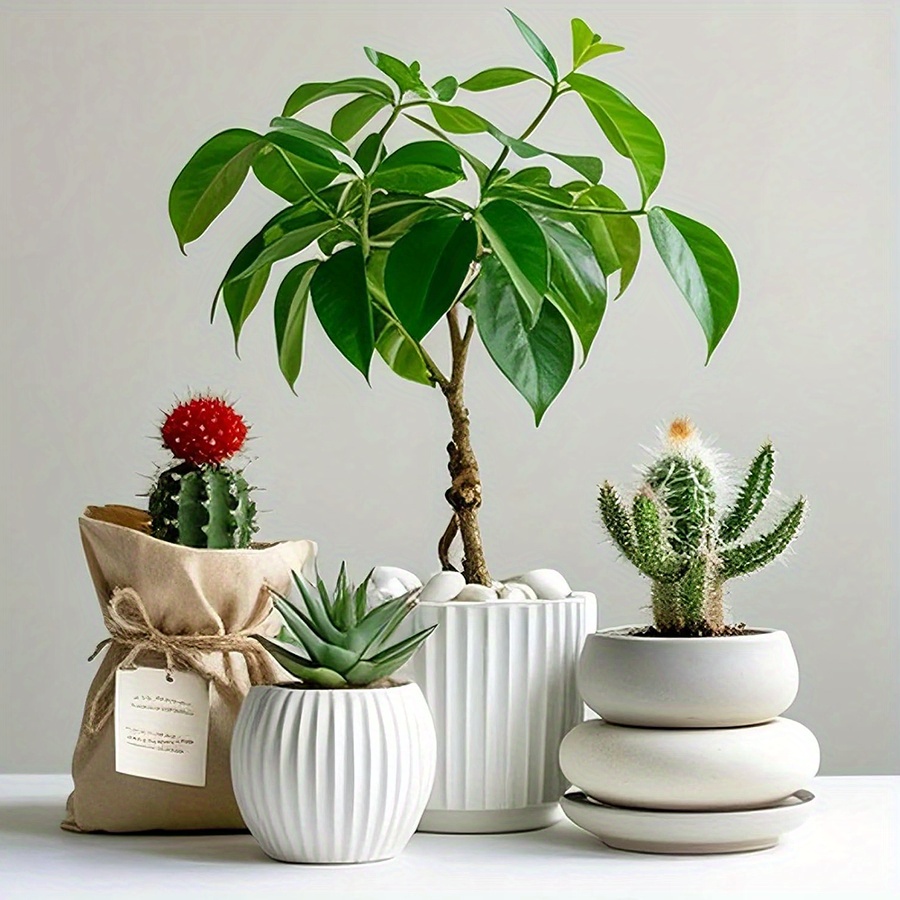 หินกรวดขัดเงาสีขาวธรรมชาติ ขนา - Aquarium Planting บทวิจารณ์และราคา